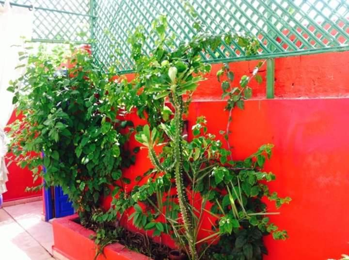 Riad Green Lotus Marrakesh Luaran gambar